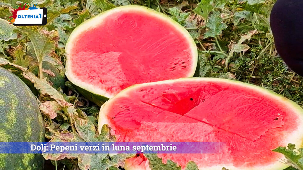 Dolj: Pepeni verzi în luna septembrie