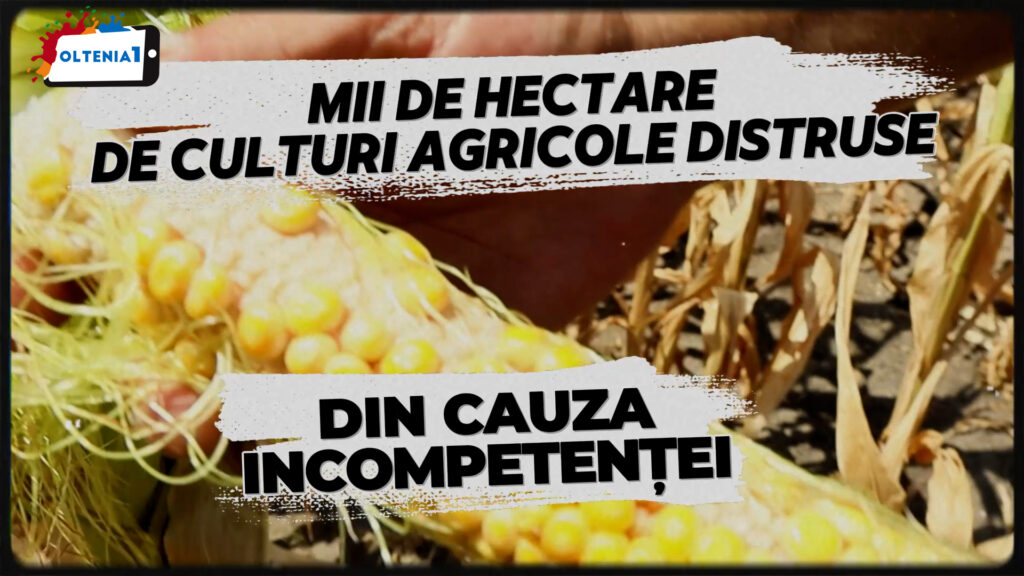 Fără apă, fără milă: Agricultorii din Dolj, lăsați să-și vadă munca murind în câmp