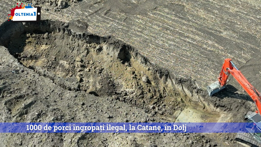 1000 de porci îngropați ilegal, la Catane, în Dolj